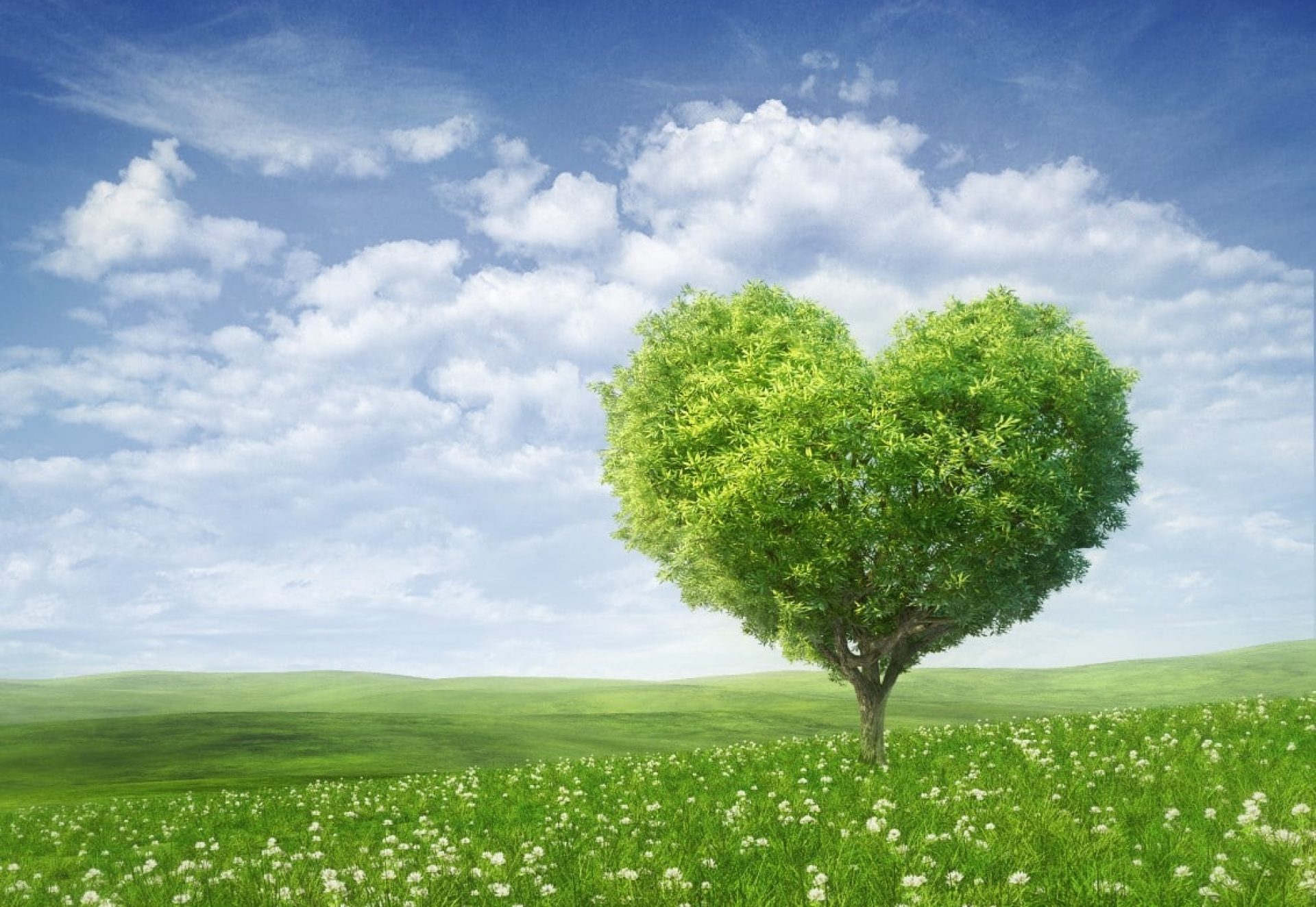 Arbre en forme de coeur.