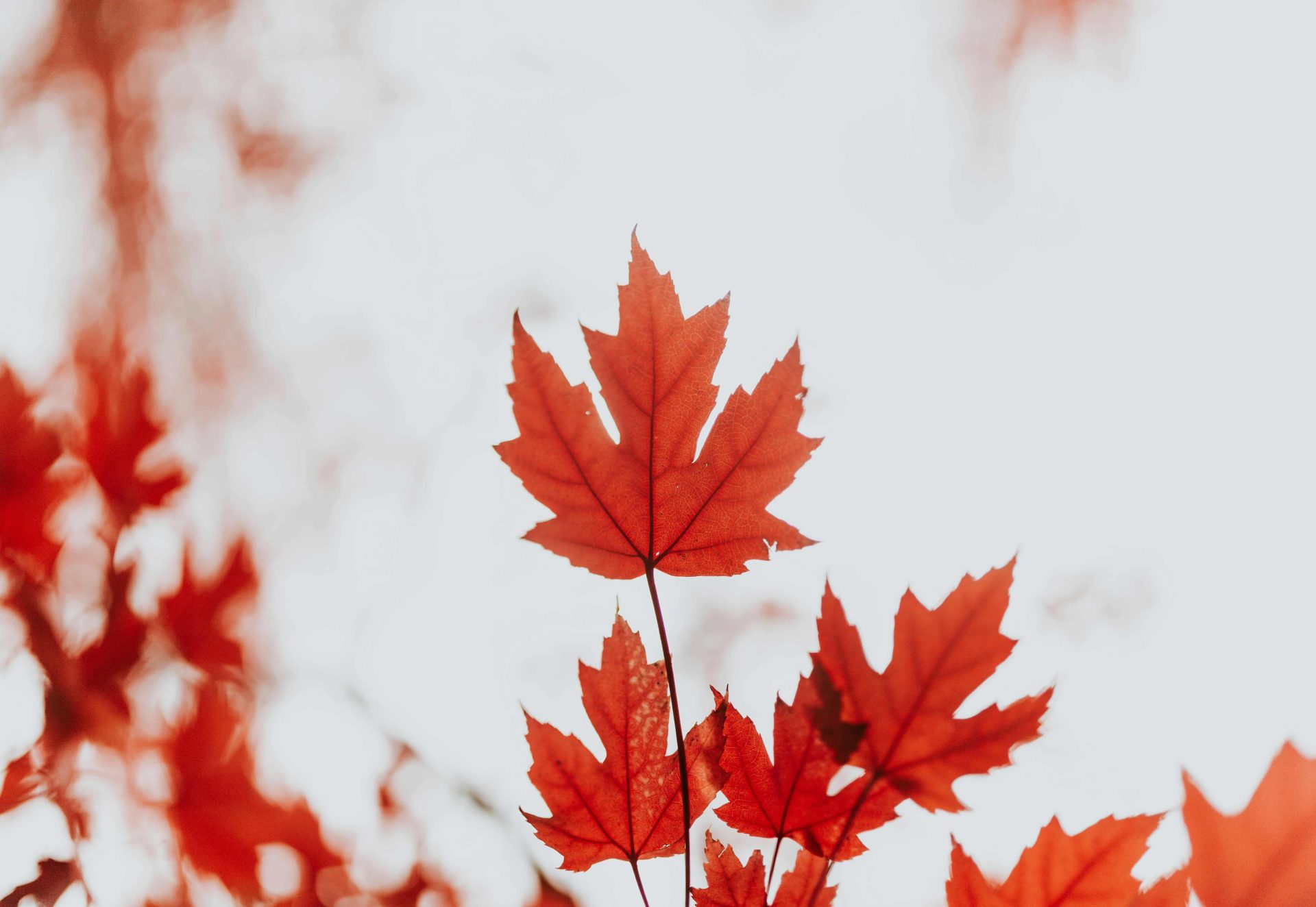Canada_cole-keister-Y7h4DgeAnuA-unsplash