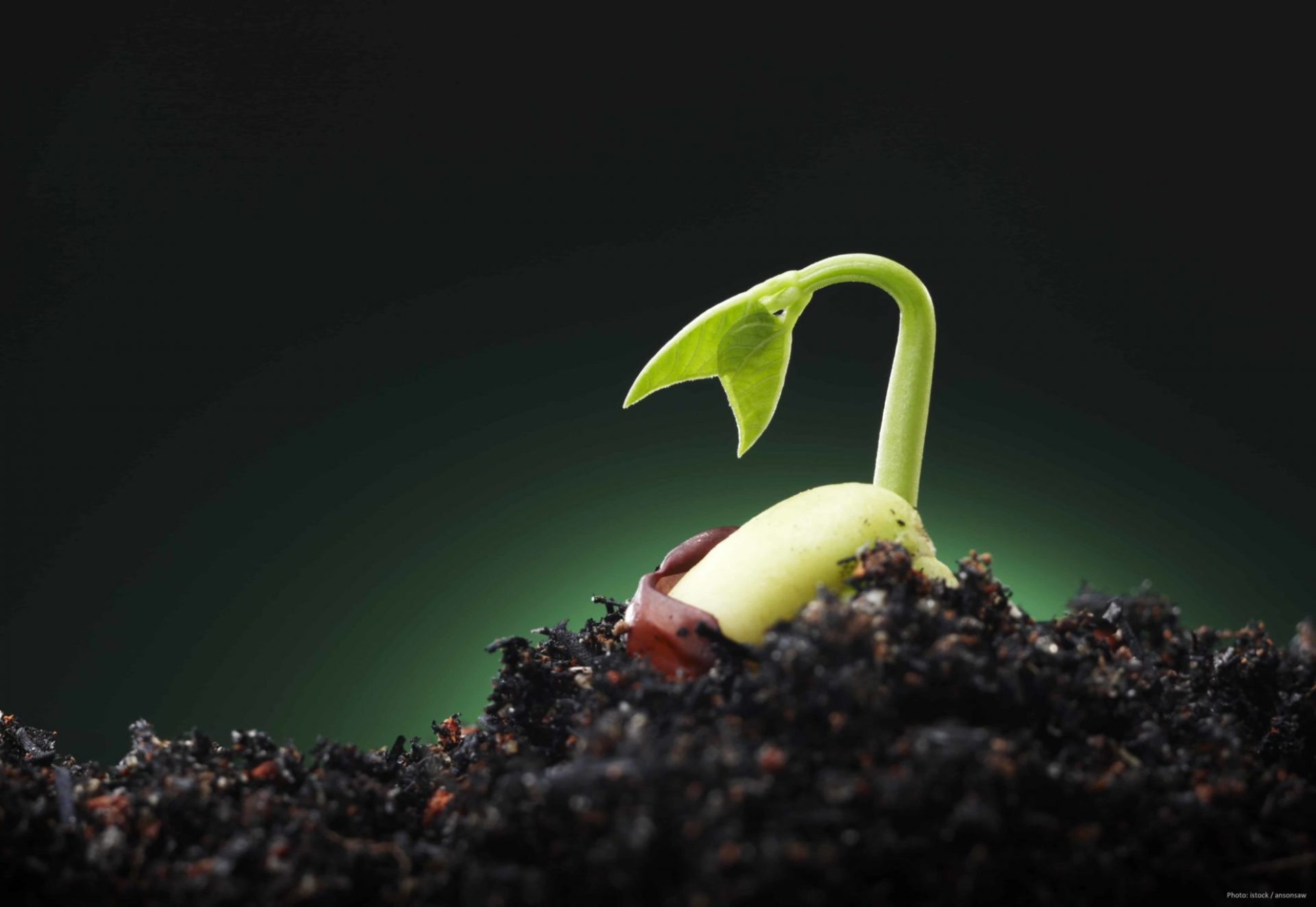 small plant on soil against green background