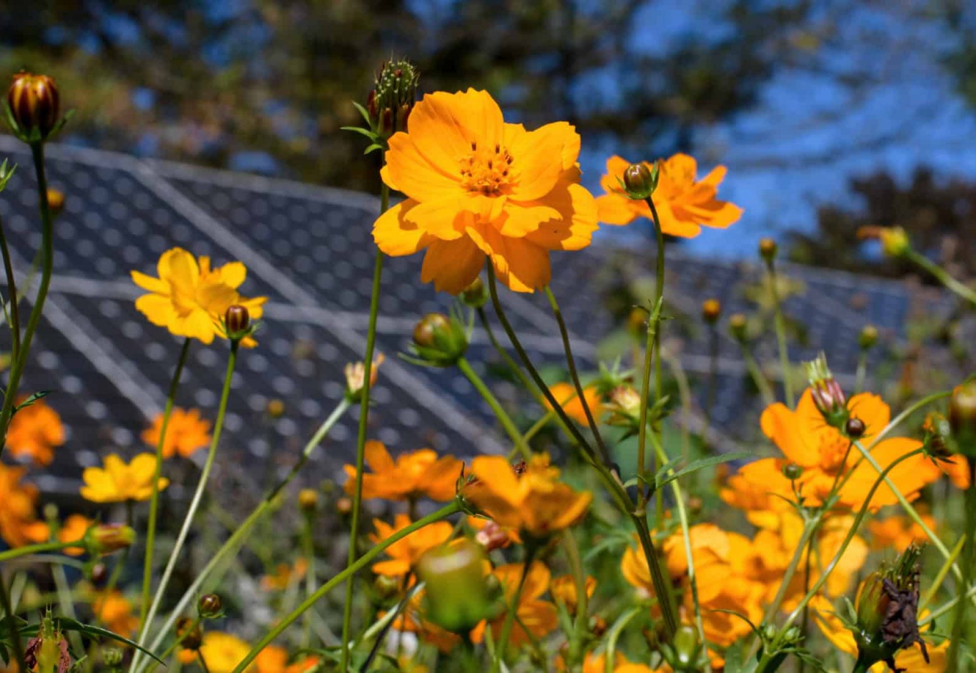 coquelicots-pannneau solaires
